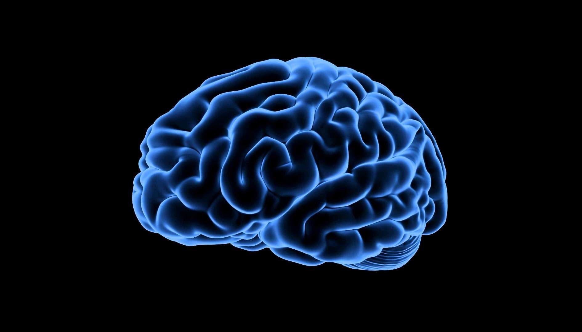 human brain
