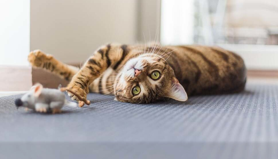 cat rolling over on its side